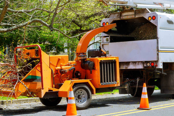 Professional  Tree Services in Seal Beach, CA