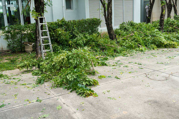 Best Fruit Tree Pruning  in Seal Beach, CA