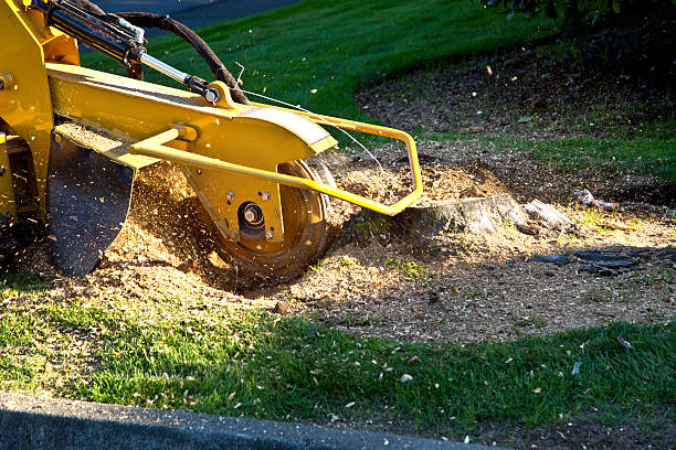 Why Choose Our Tree Removal Services in Seal Beach, CA?