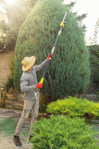 Best Tree Mulching  in Seal Beach, CA